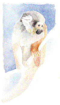 illustrazione naturalistica